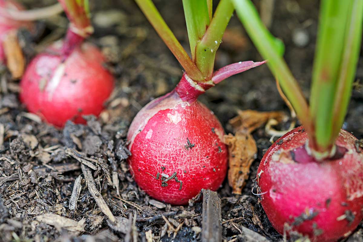 Jarné reďkovky zo záhona