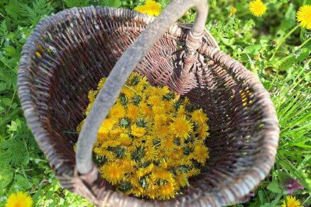 Jarný zber púpavových kvetov do prúteného košíka