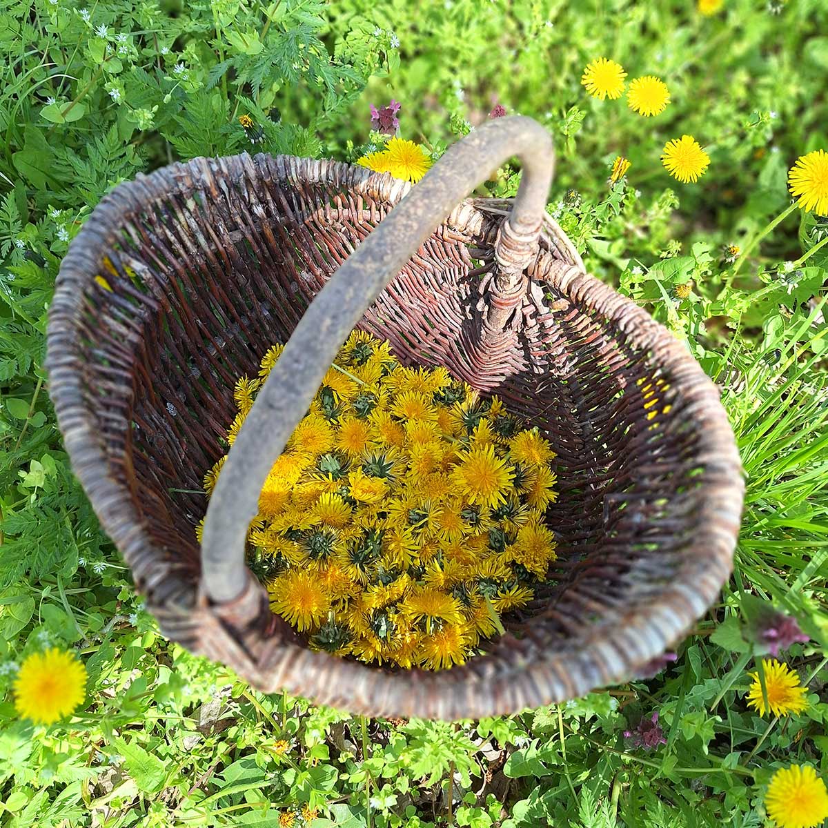 Na prípravu chleba budeme potrebovať čerstvé púpavové hlávky. Foto: archív autorky
