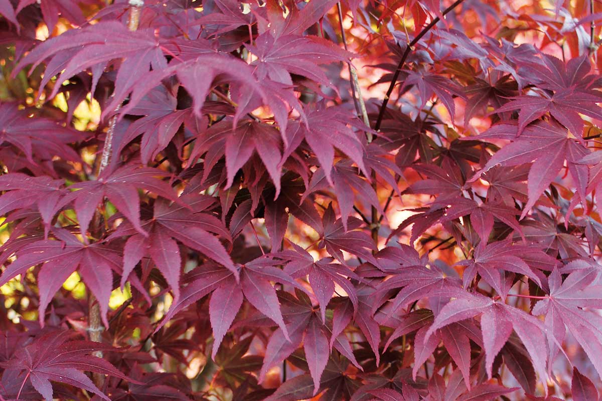 Javor dlaňovitolistý