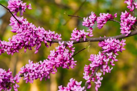 Judášovec kanadský