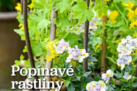 Článok Popínavé rastliny v kvetináčoch