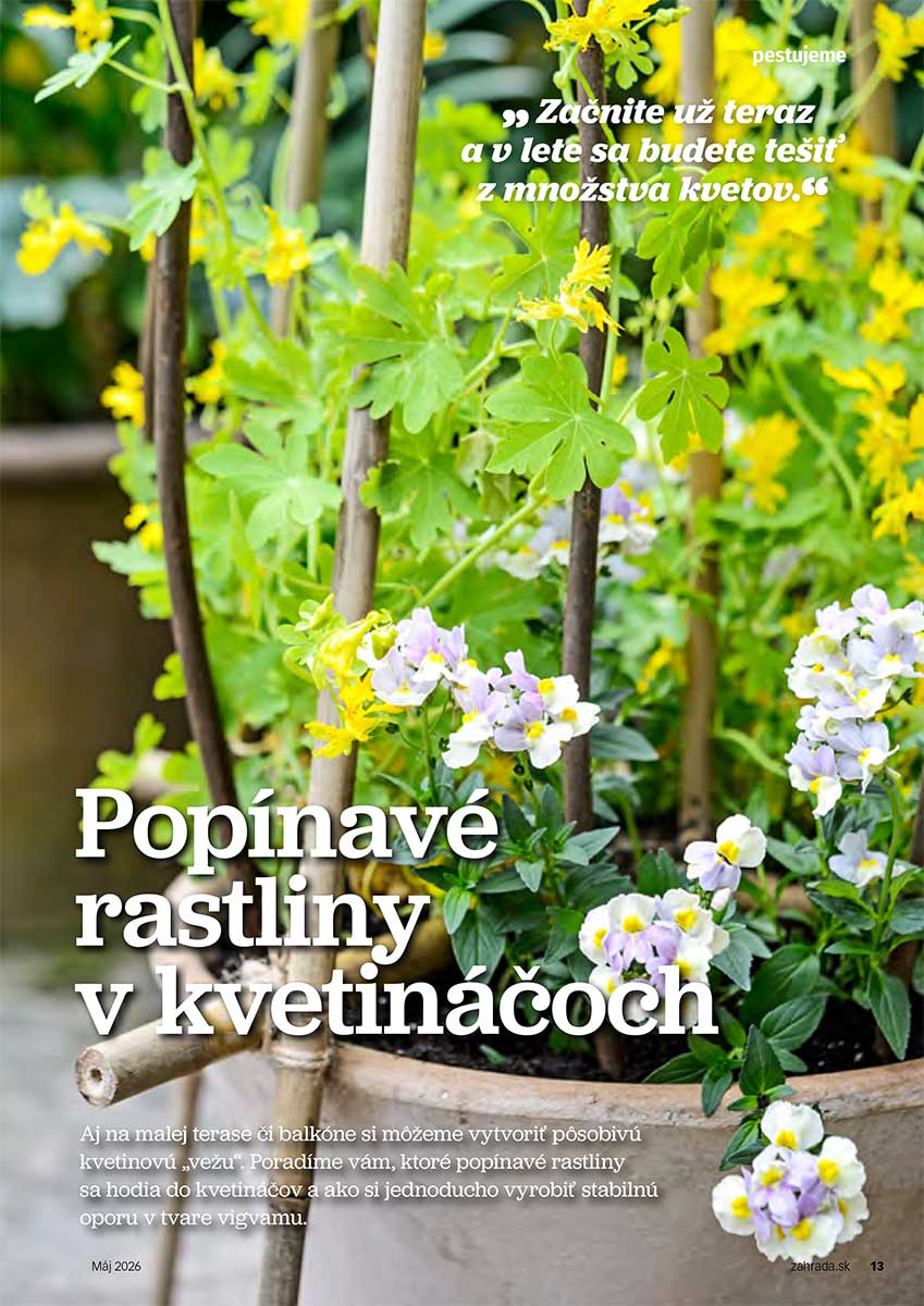 Článok Popínavé rastliny v kvetináčoch