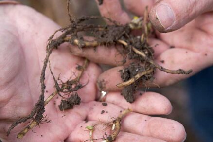 Korene burín z vykopaných trsov rastlín