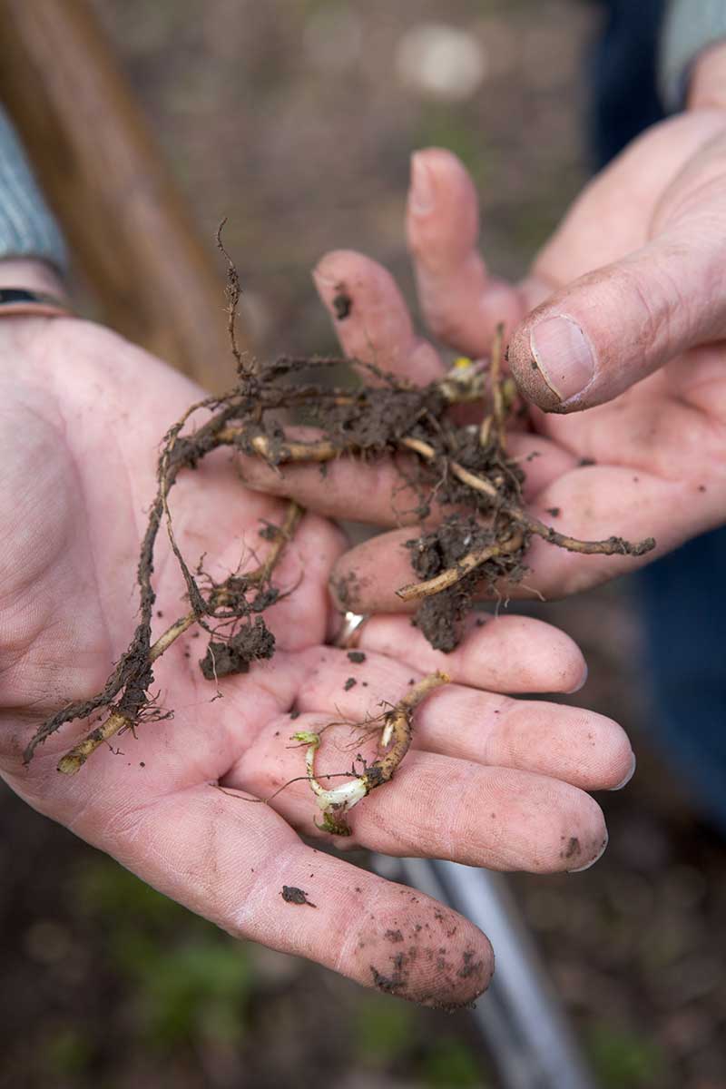 Korene burín z vykopaných trsov rastlín