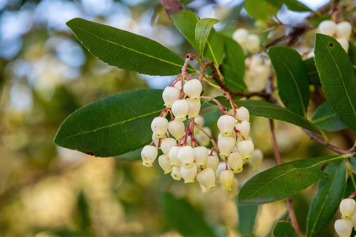Kvety jahodovca pripomínajúce konvalinky