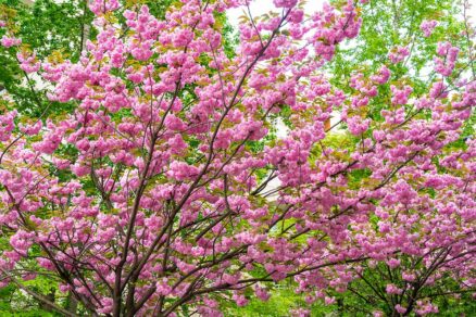 Kvitnúca čerešňa pílkatá