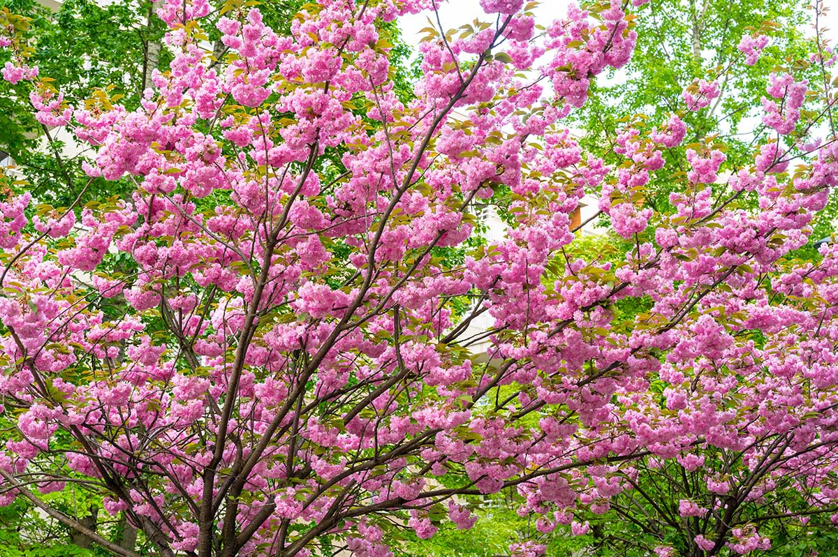 Kvitnúca čerešňa pílkatá