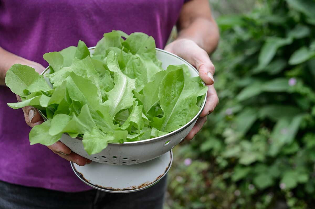Zelenina do šalátov zo štvorcového metra