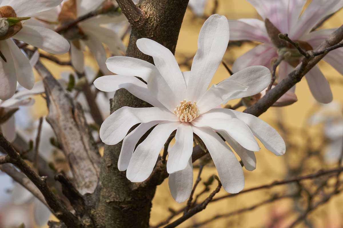 Kvet magnóliie hviezdicovitej Waterlily