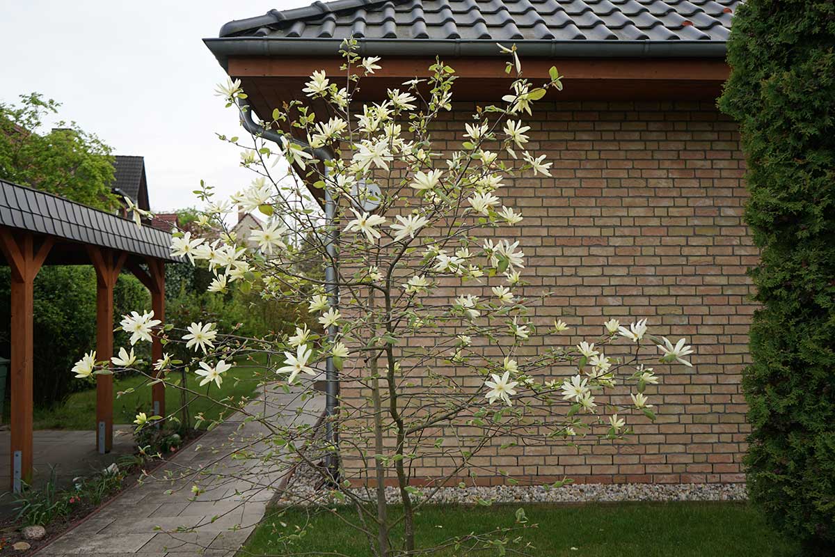 Magnólia hviezdicovitá v záhrade