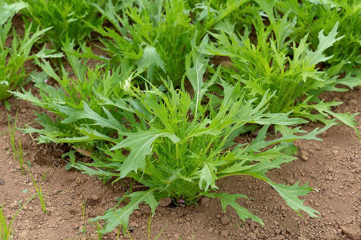 Mizuna rastúca na záhone