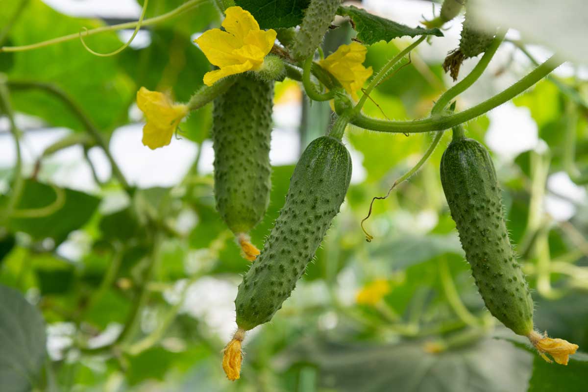 Mladé nakladačky so žltými kvetmi visiace na stonke v skleníku