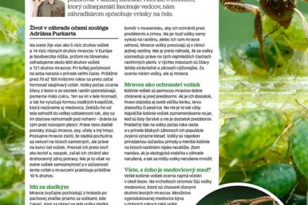 Článok Mravce a vošky – kamarátstvo, ktoré záhradkárov neteší