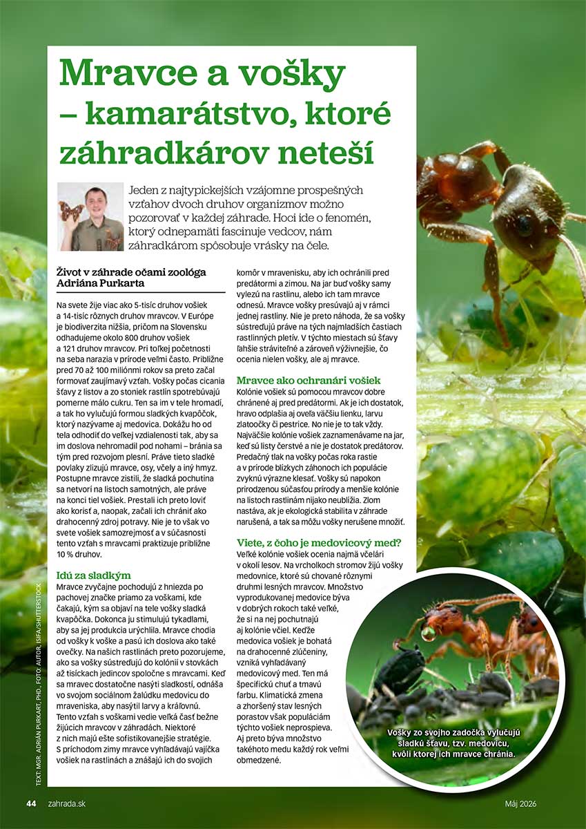 Článok Mravce a vošky – kamarátstvo, ktoré záhradkárov neteší