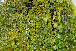 Namrzla vám moruša? Ovocinár radí, či sa dá ešte zachrániť