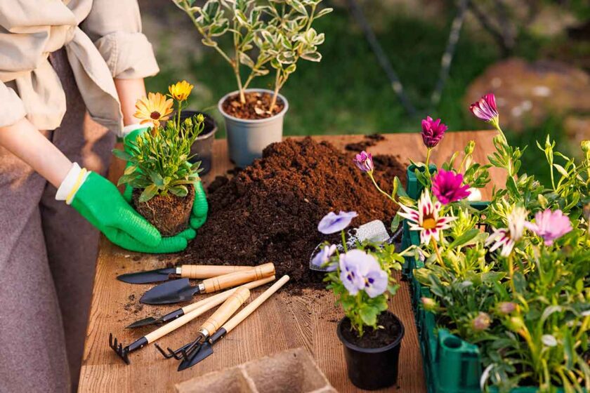 Sadenie kvetov so záhradníckym substrátom