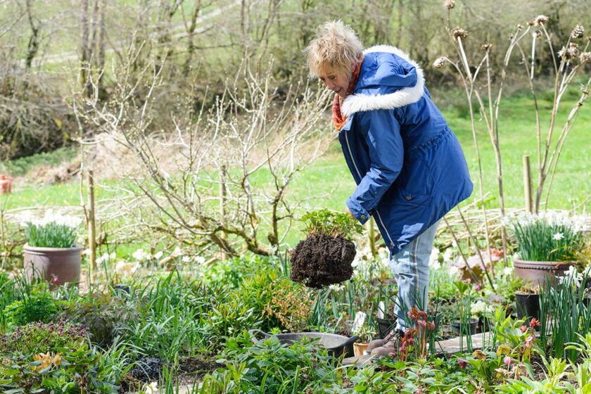 Záhradkárka obnovuje okrasné záhony