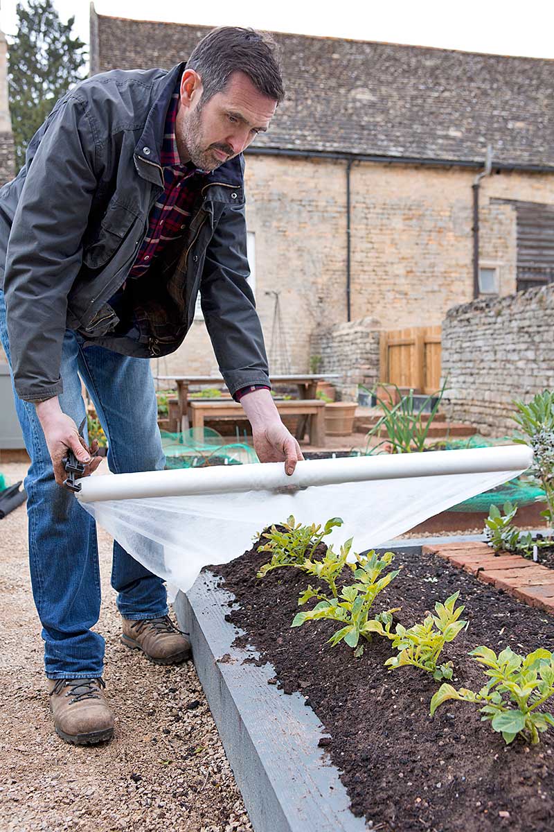 ochrana bielou netkanou textiliou vo vyvysenych zahonoch
