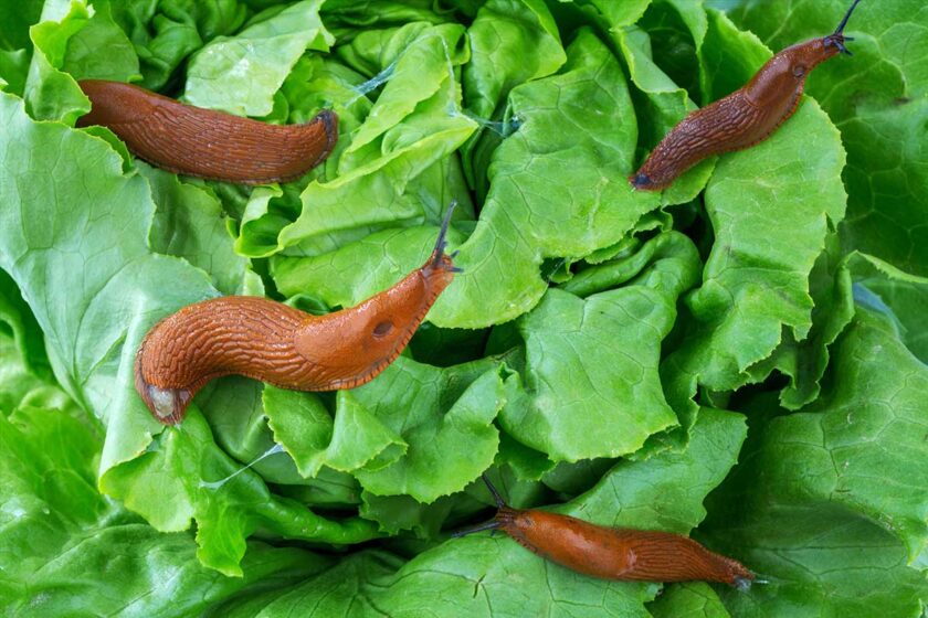 Ochrana záhrady pred slizniakmi na šalátoch