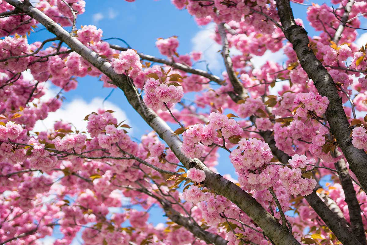 Čerešňa pílkatá sakura
