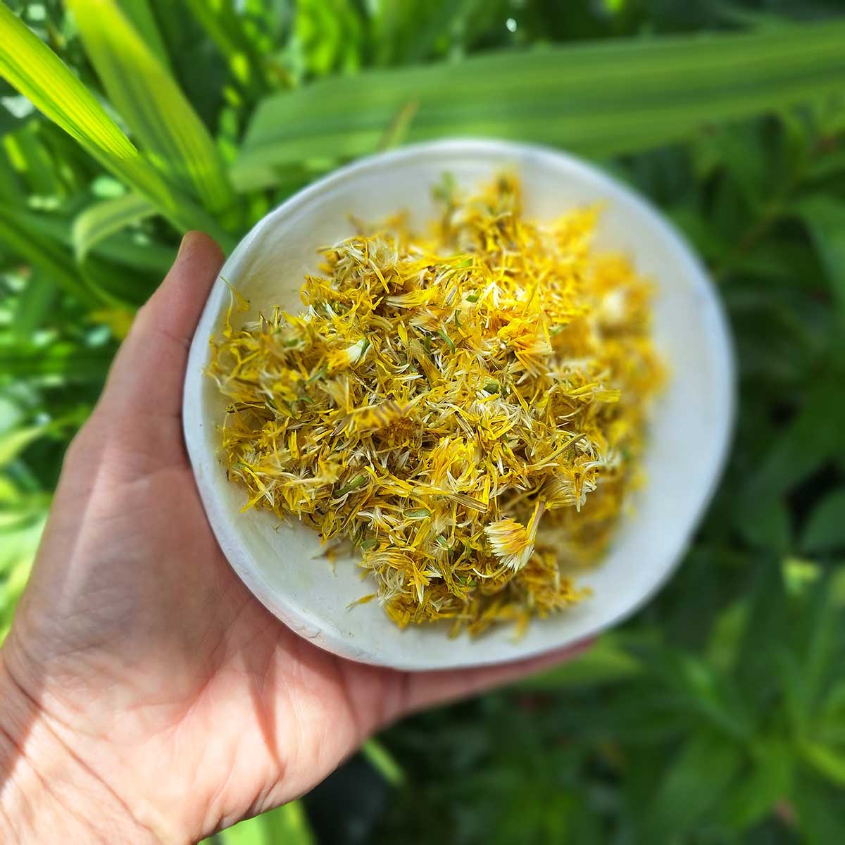 Okvetné lístky púpavy v miske