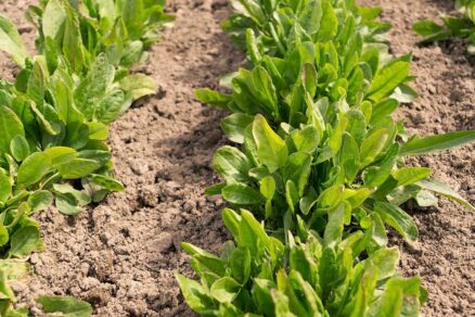 Pestovanie štiavu v záhone