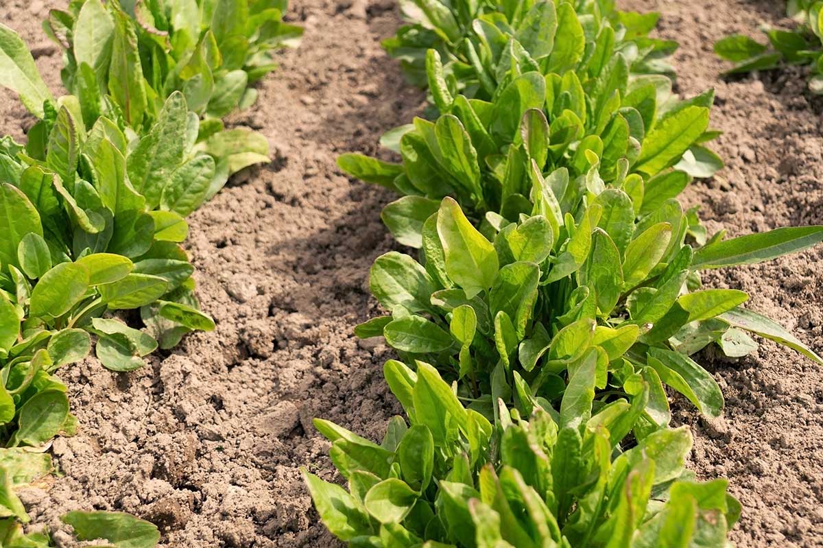 Pestovanie štiavu v záhone