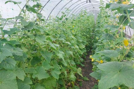 Uhorky v skleníku pestované na sieti