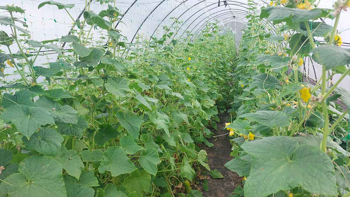 Uhorky v skleníku pestované na sieti