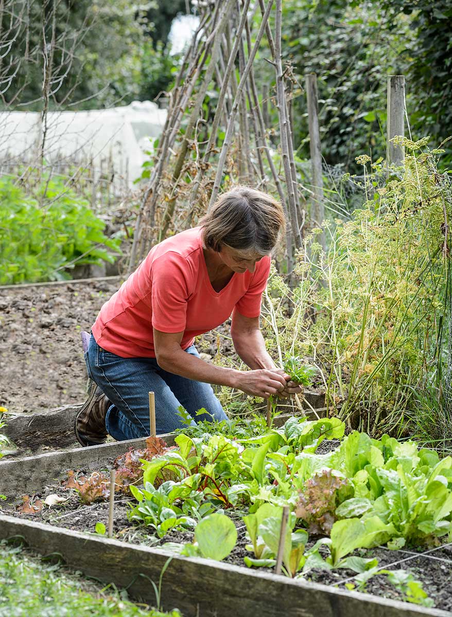Pestovanie v malom záhone s rozlohou jeden štvorcový meter