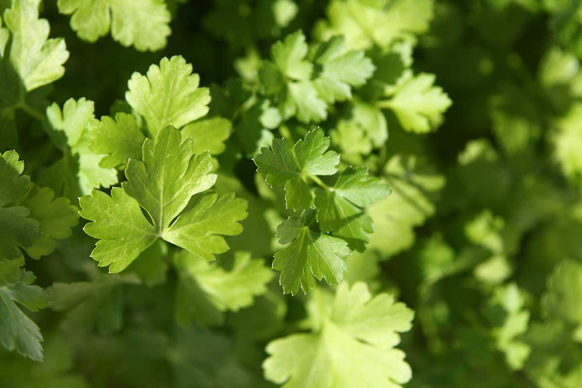 Petržlen vňatový rastúci na záhone