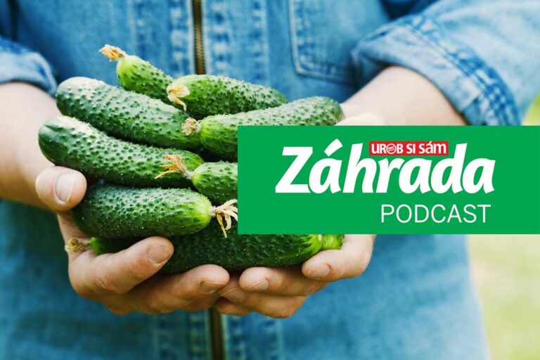 Podcast Záhrada o pestovaní uhoriek nakladačiek