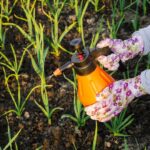 Postrek proti plesniam na cesnaku