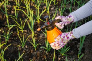 Záhradkárka odpovedá: Môžeme použiť postrek Kocide 2000 proti plesniam na cesnaku?