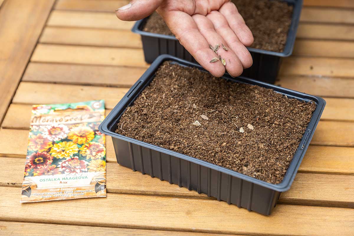 Vysievanie semien cínií