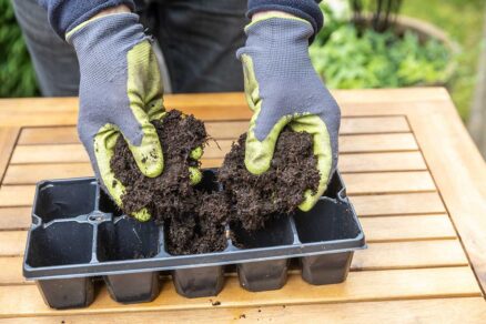 Naplnenie sadbovačov substrátom