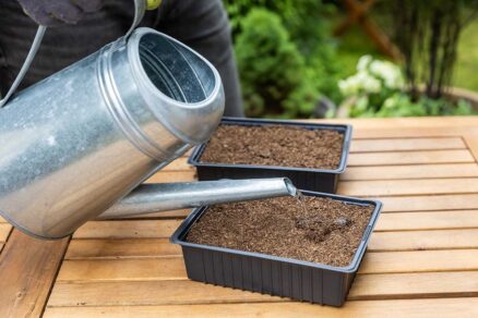 Zavlažovanie semien cínií