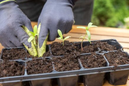 Rozsádzanie mladých rastlín cínie