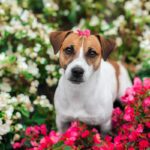 Pes plemena jack russel teriér v kvetinovej záhrade
