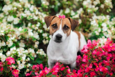 Pes plemena jack russel teriér v kvetinovej záhrade