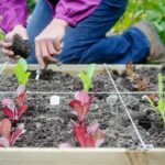 Rozdelenie záhona na deväť stvorcov