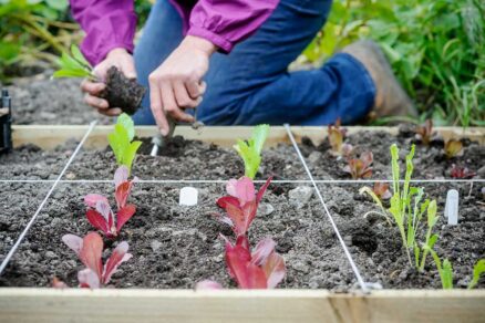 Rozdelenie záhona na deväť stvorcov