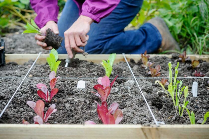Rozdelenie záhona na deväť stvorcov