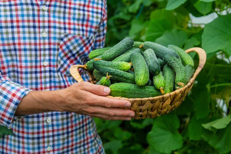 Záhradkár drží prútený košík plný čerstvo nazbieraných uhoriek