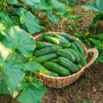 Zber bohatej úrody uhoriek vypestovaných v záhrade