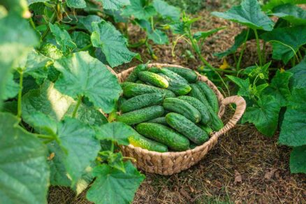 Zber bohatej úrody uhoriek vypestovaných v záhrade
