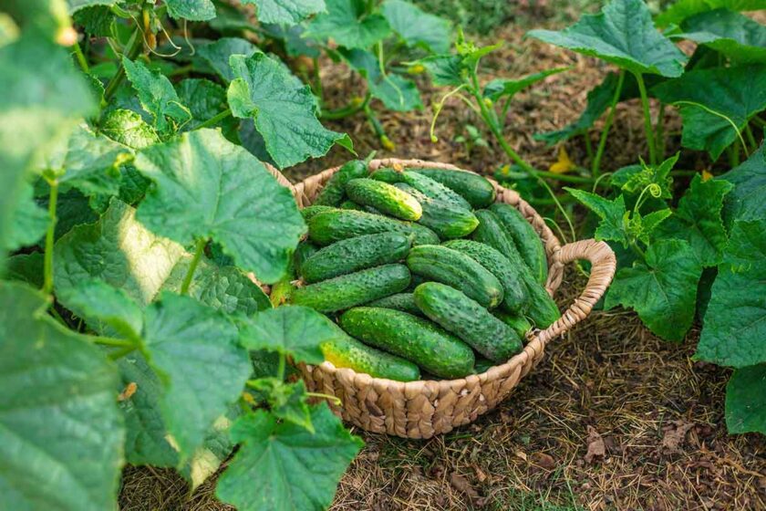 Zber bohatej úrody uhoriek vypestovaných v záhrade