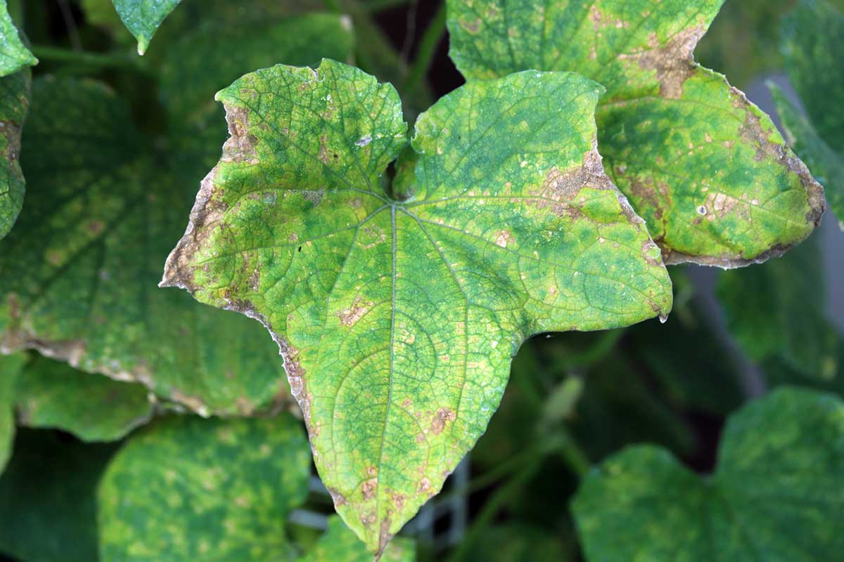 Detail listu uhorky s hnedými a žltými škvrnami signalizujúcimi škodcu roztočca chmeľového