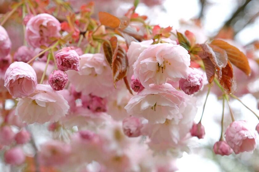 Kvitnúca sakura okrasná čerešňa